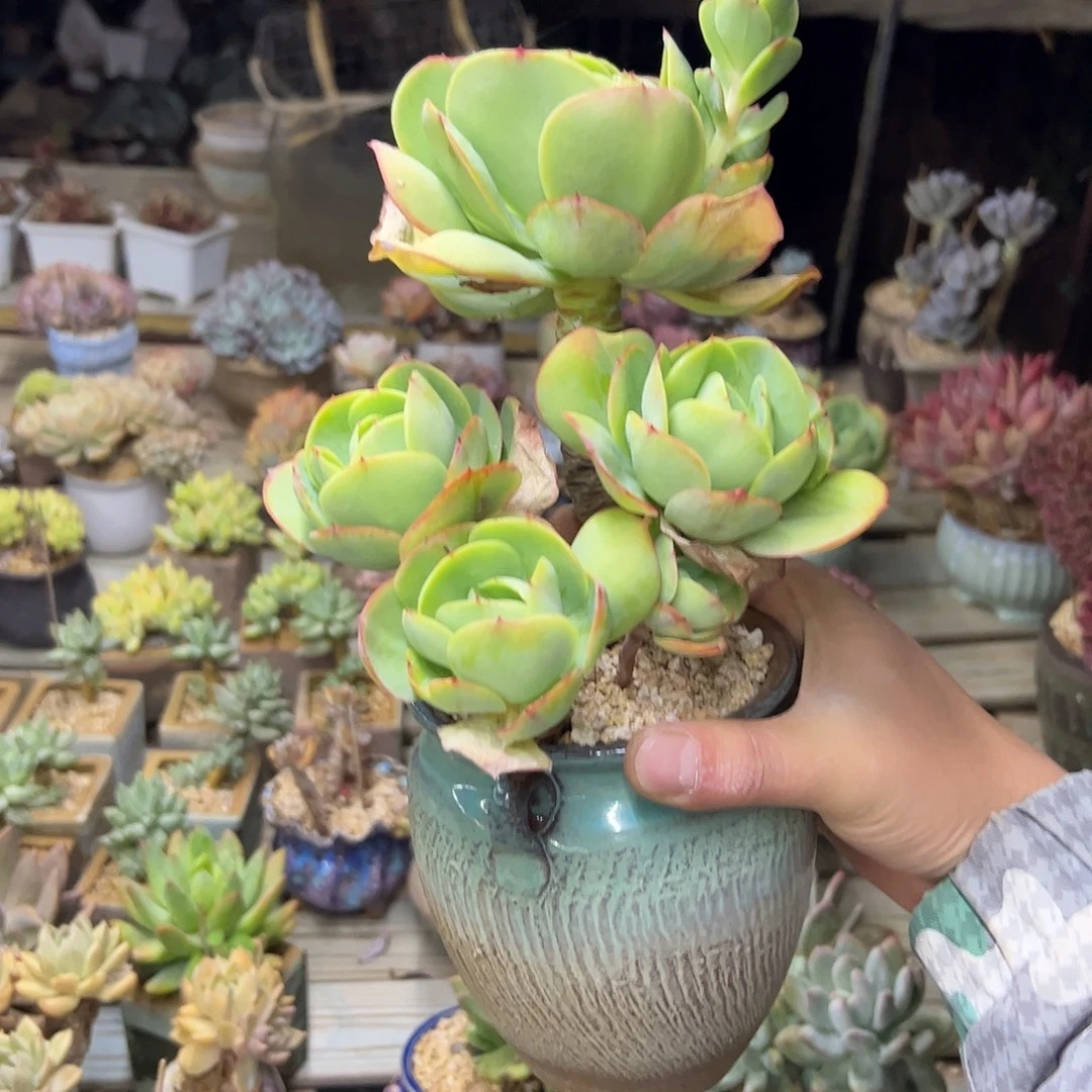 莲***花碧桃18 零零多肉植物