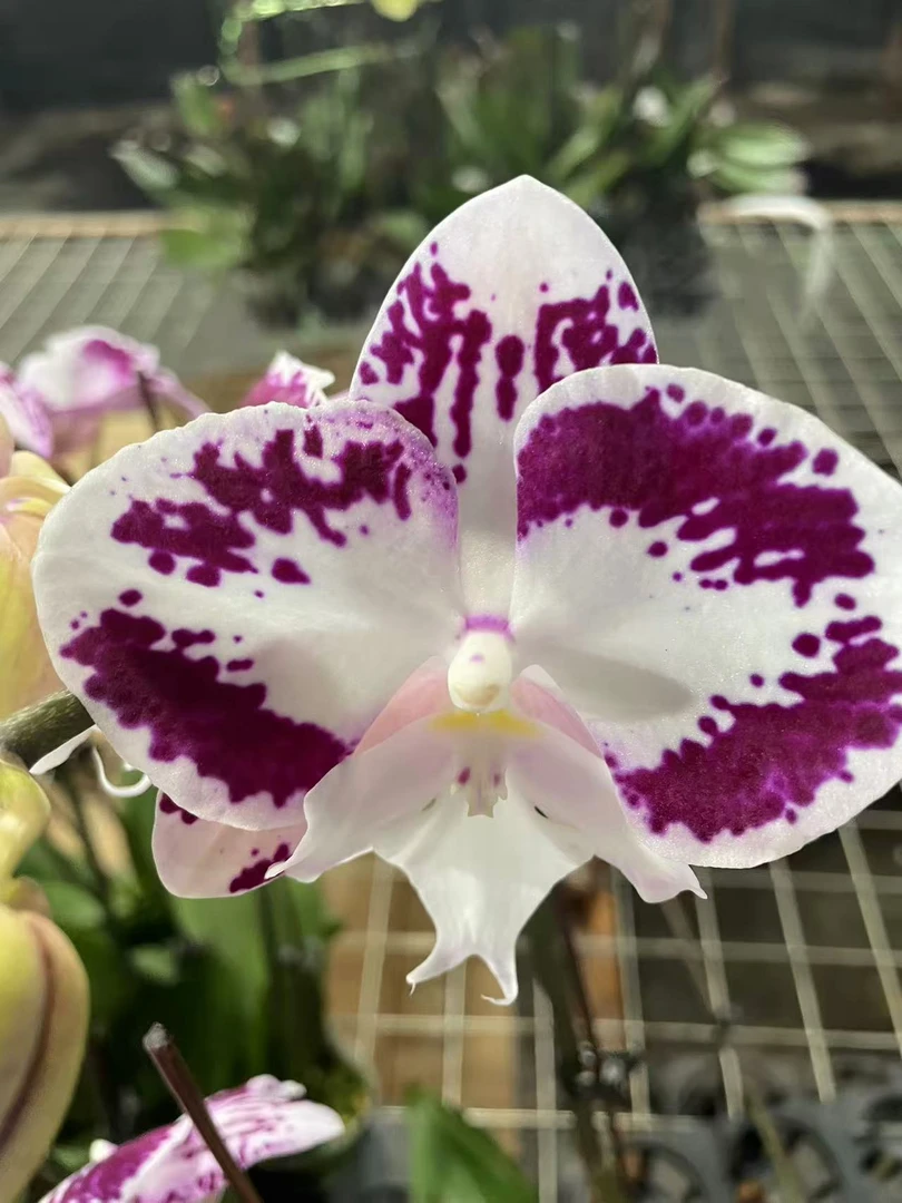 （胡子罗）欧品蝴蝶兰  室内高端兰花
