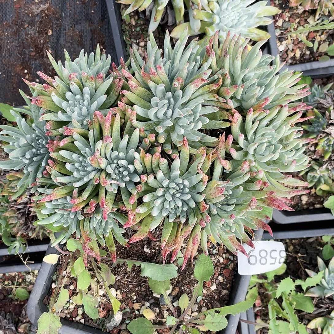 绿菊老桩群生8589