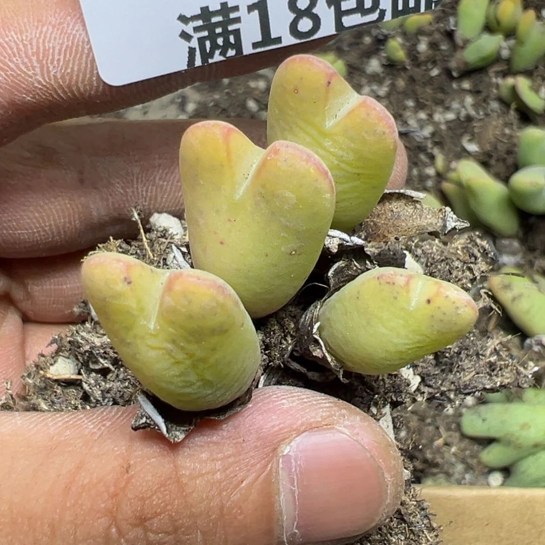 【闪购商品】 791。