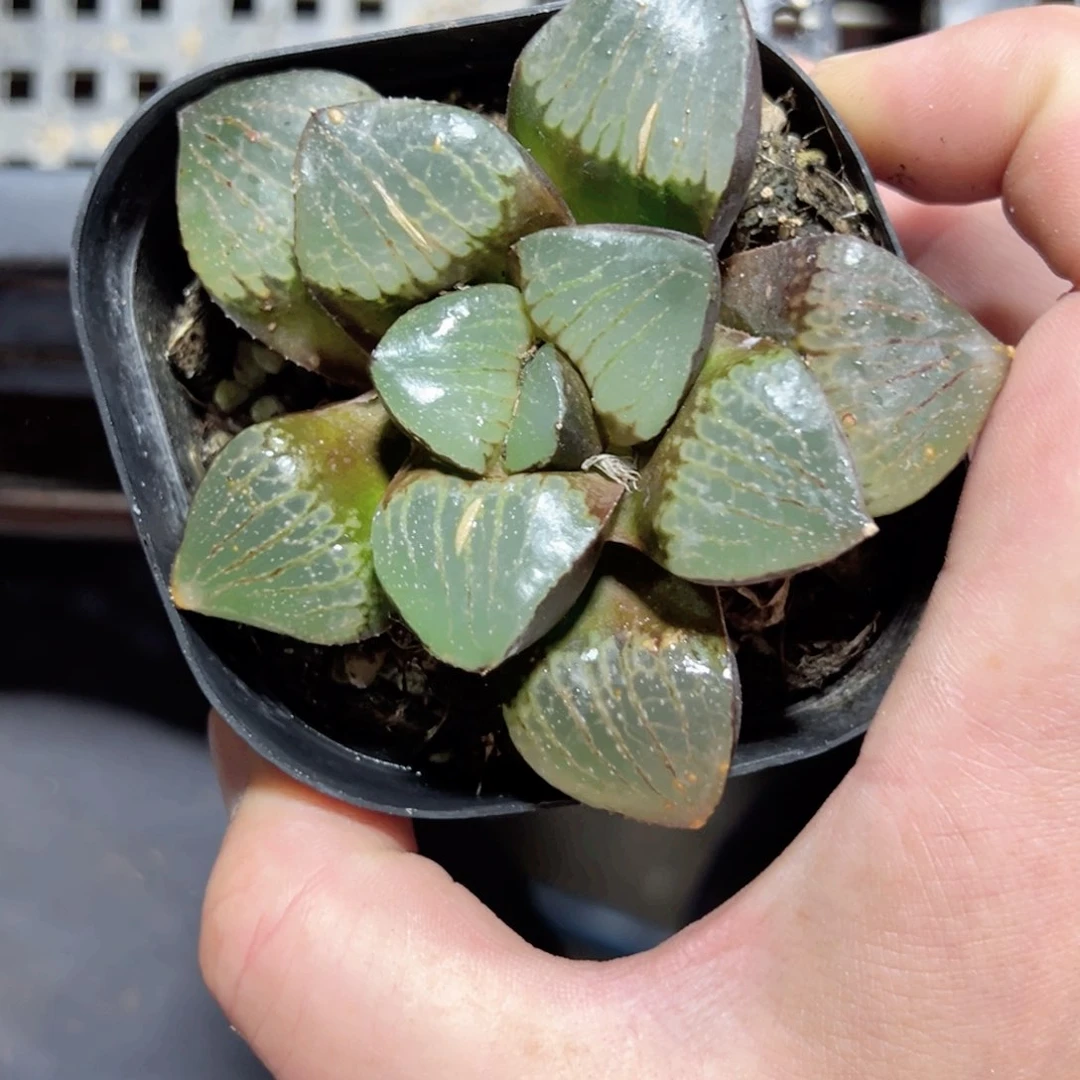 云*仙3141多肉植物一颗