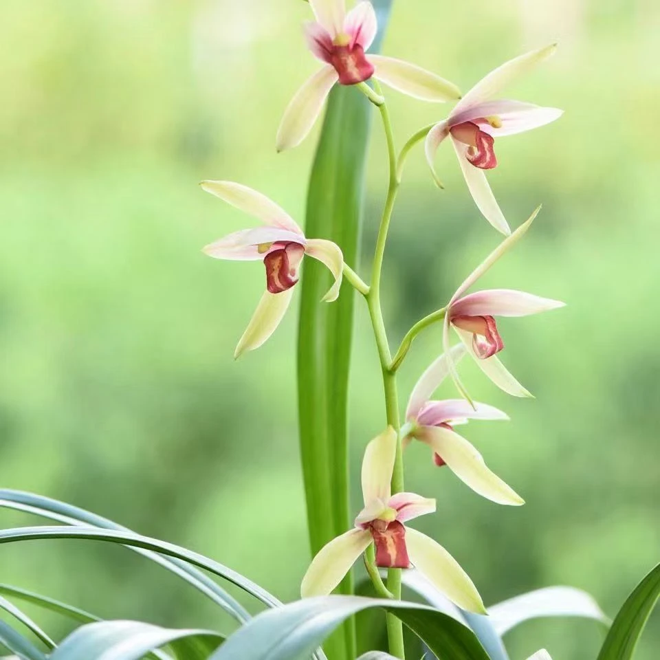 建兰正品红舌贵妃醉酒兰花浓香型花卉复色花一杆多花四季兰