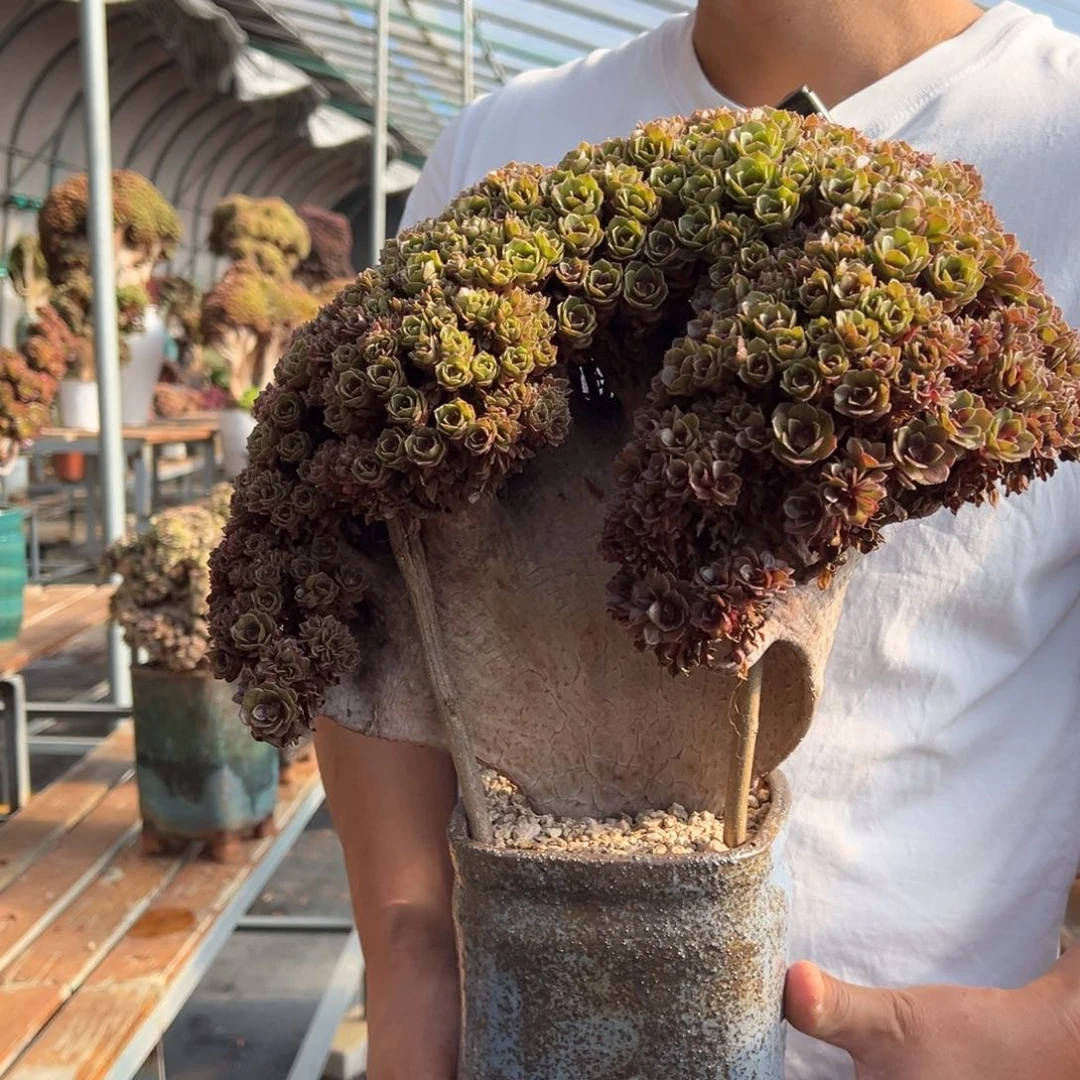 精品万圣节朵朵缀不带盆土