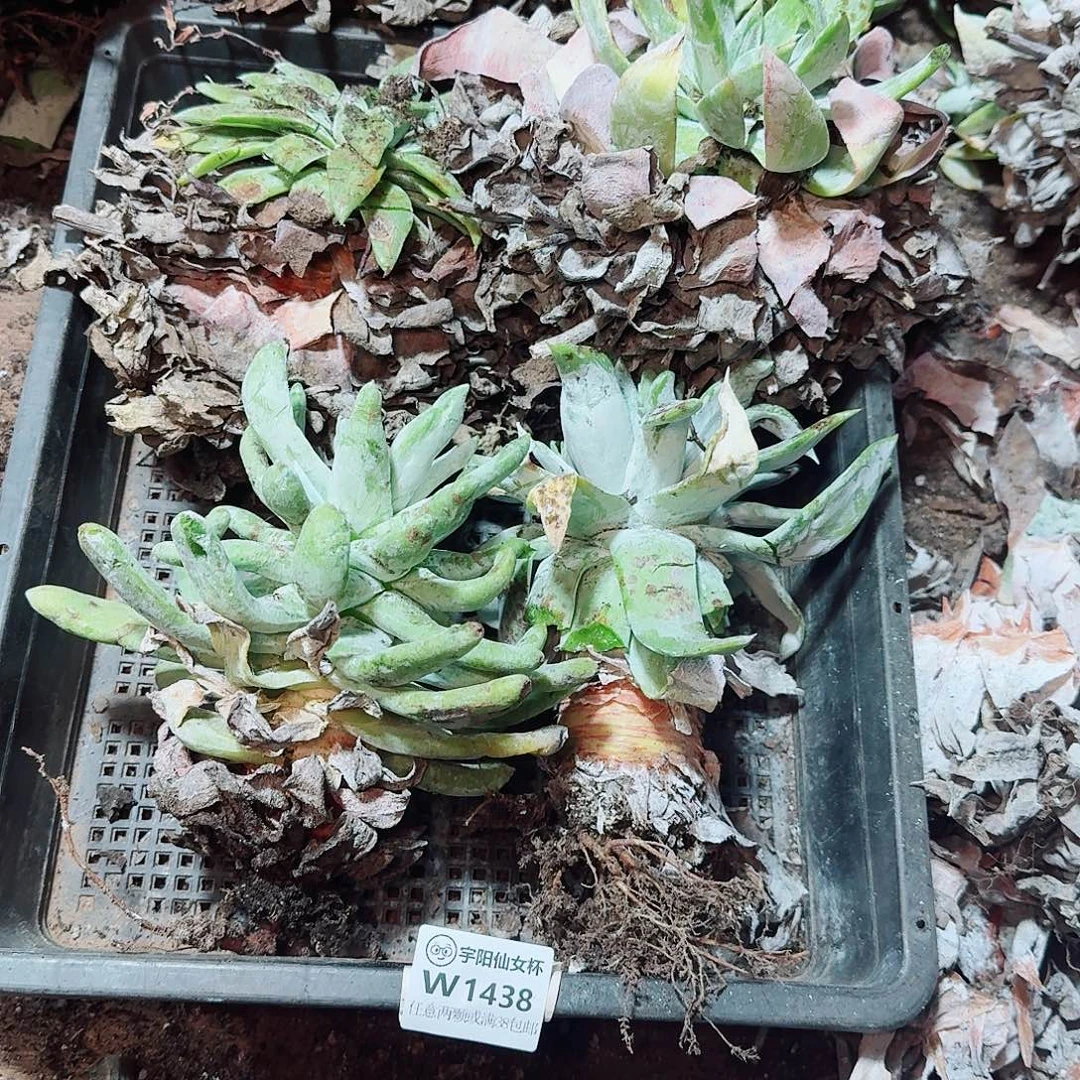 1438瑕疵四颗多肉