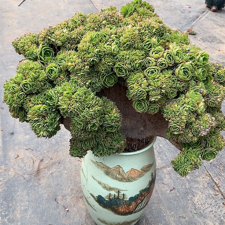 万朵朵脱土发货啊