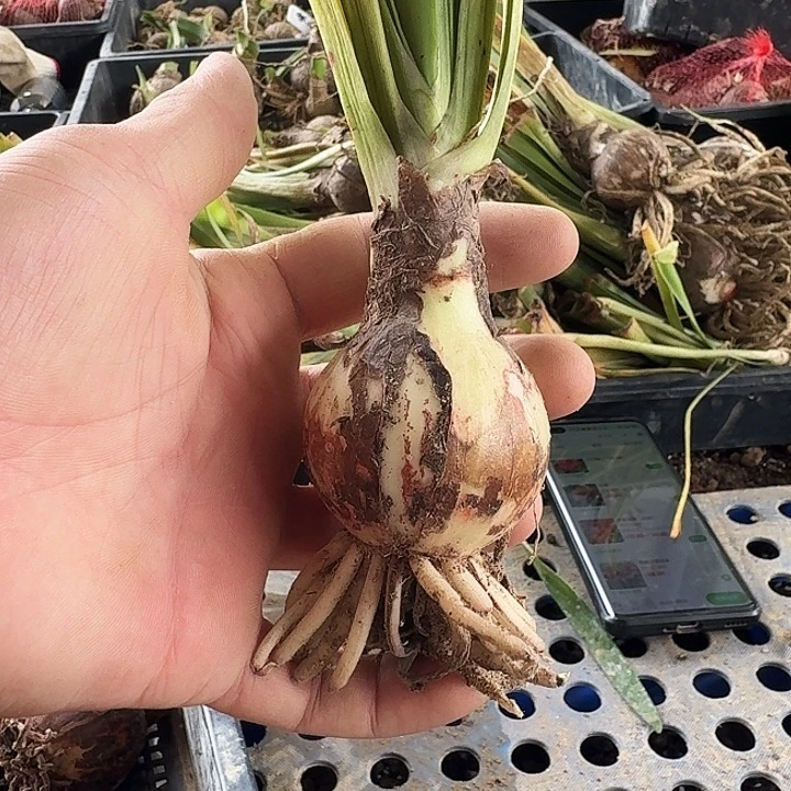雏鹤朱顶红一棵5.0