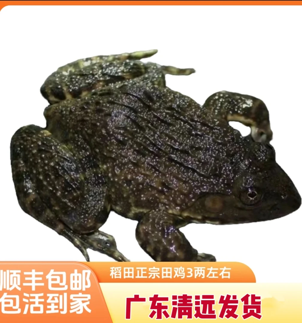 【5斤两年老蛙】二年以上生态仿野放养稻田蛙田鸡顺丰活发