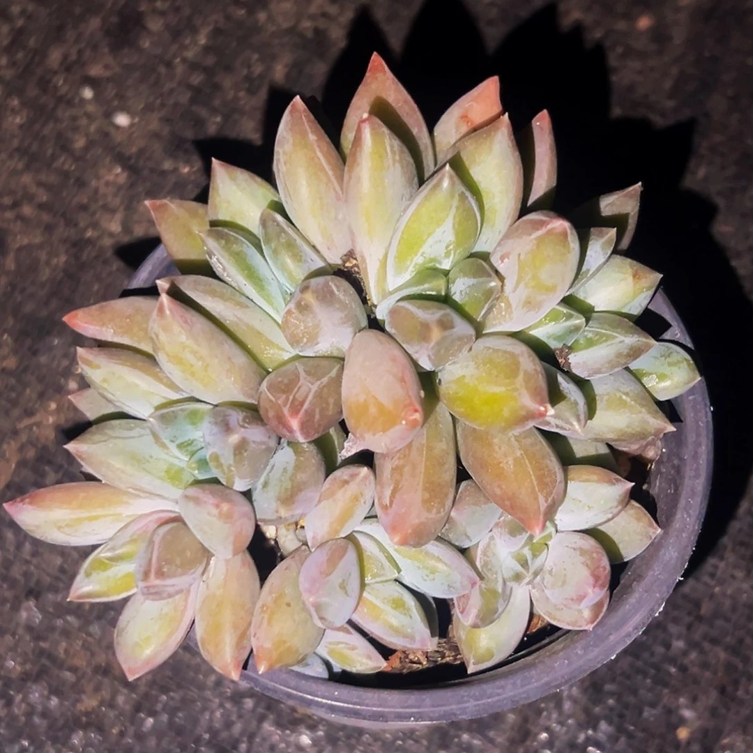 桔云多肉美人精品系列