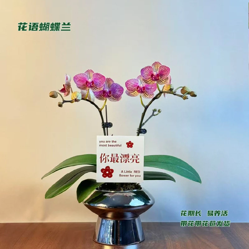 蝴蝶兰【彩虹糖】 带花带花苞发货 室内客厅阳台花卉 好养易活
