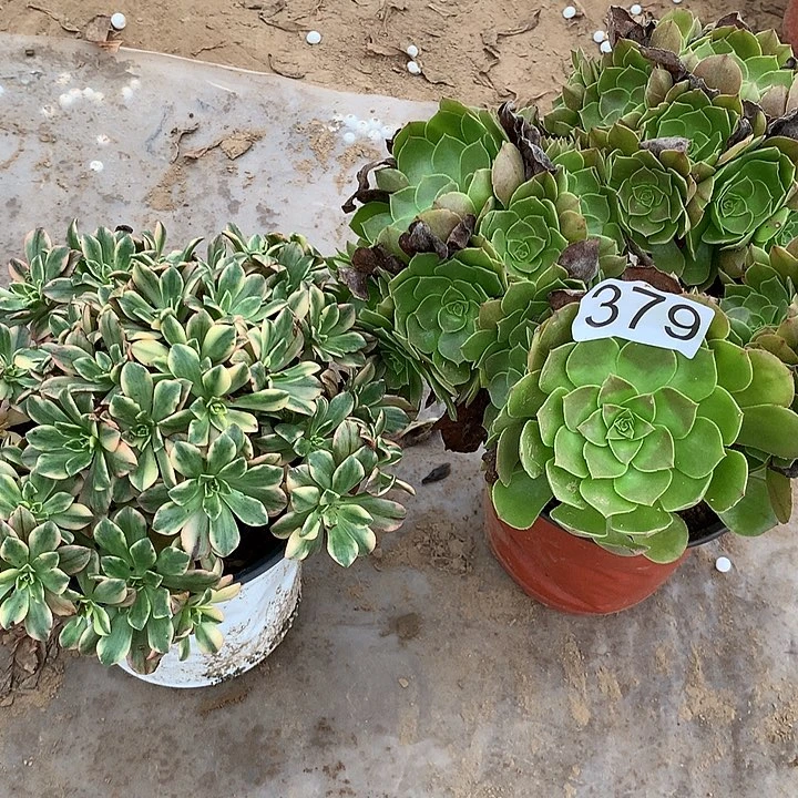 无花朵379甜茶➕万圣洁多多