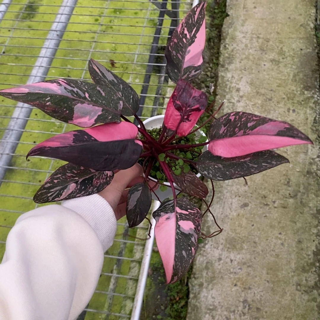 不开花植物粉公主曼绿绒
