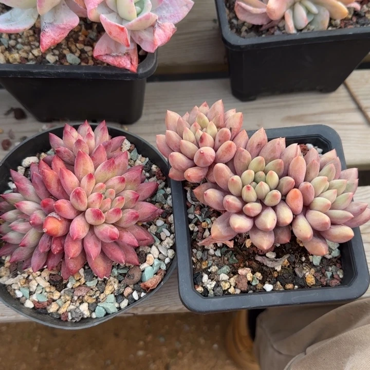 两颗一组五十包邮老桩