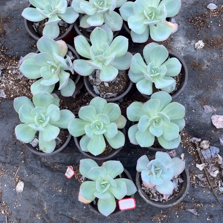 小***膀白凤多肉植物冠幅10厘米