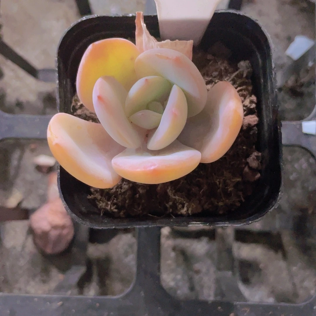 玥*白凤w053一物一拍