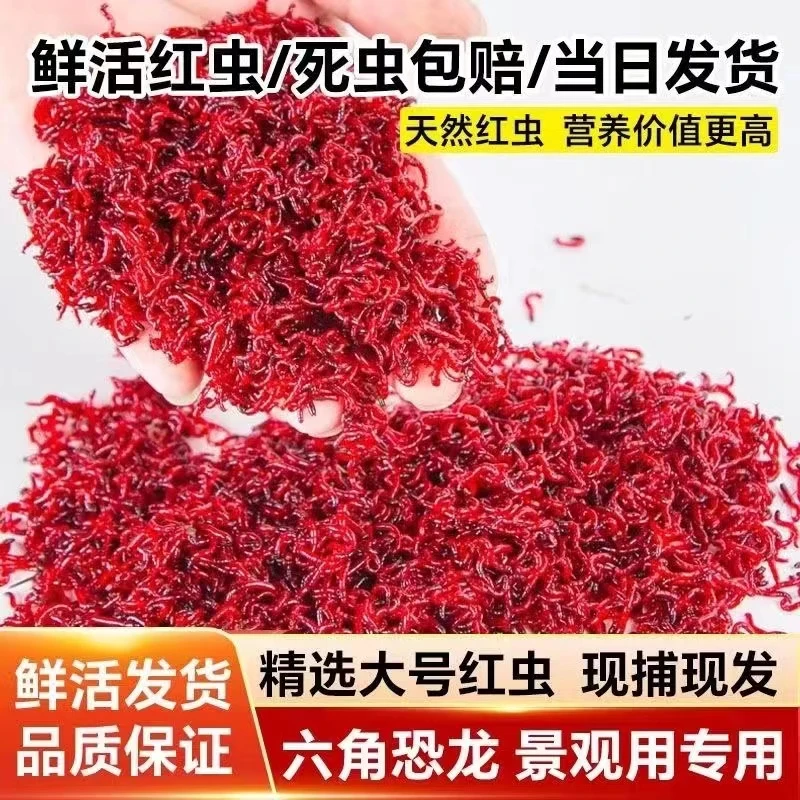 鲜活河道红虫活饵公虫半斤装一斤装黑坑野钓钓鱼专用饵料