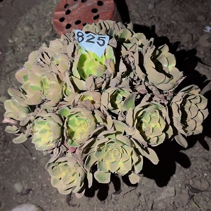825男神多肉植物不售后