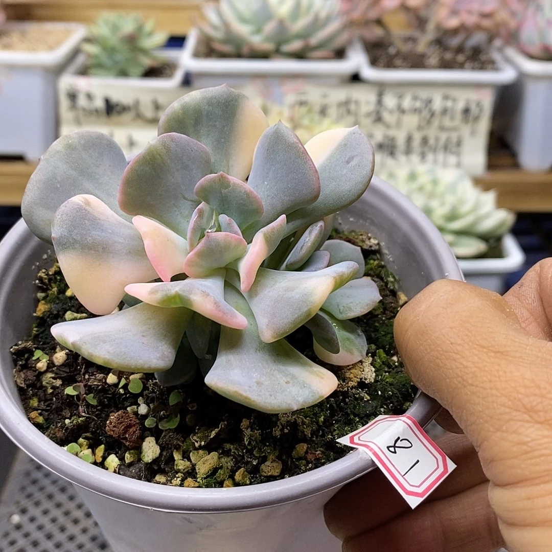 1381 雪精灵花脸锦自然群 需延时发货