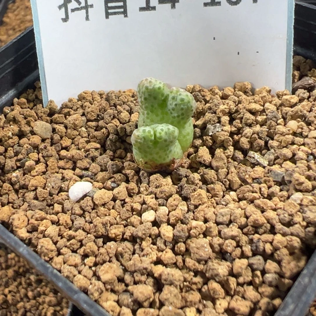 14-107肉锥多肉植物