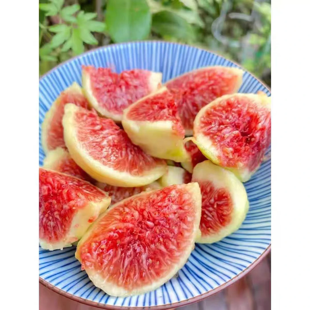 现摘波姬红无花果新鲜糖包子无花果