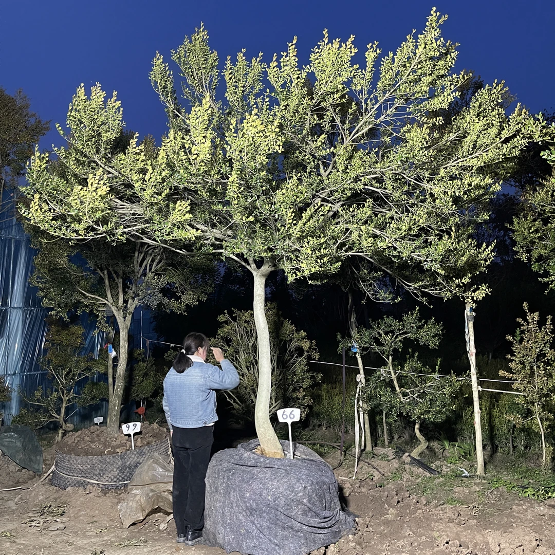 精品瓜子黄杨直杆，地径20公分分支1.6米高3.6米冠4米，运费自理