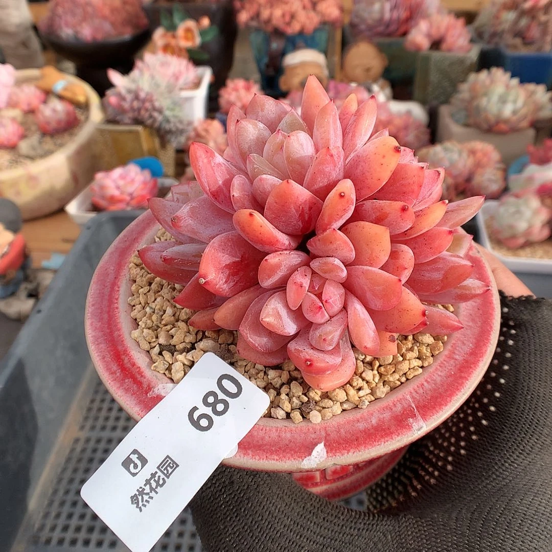 680雪天使綴化多肉植物3663