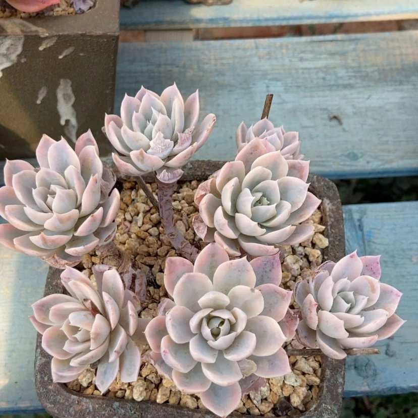 【闪购商品】皮士锦