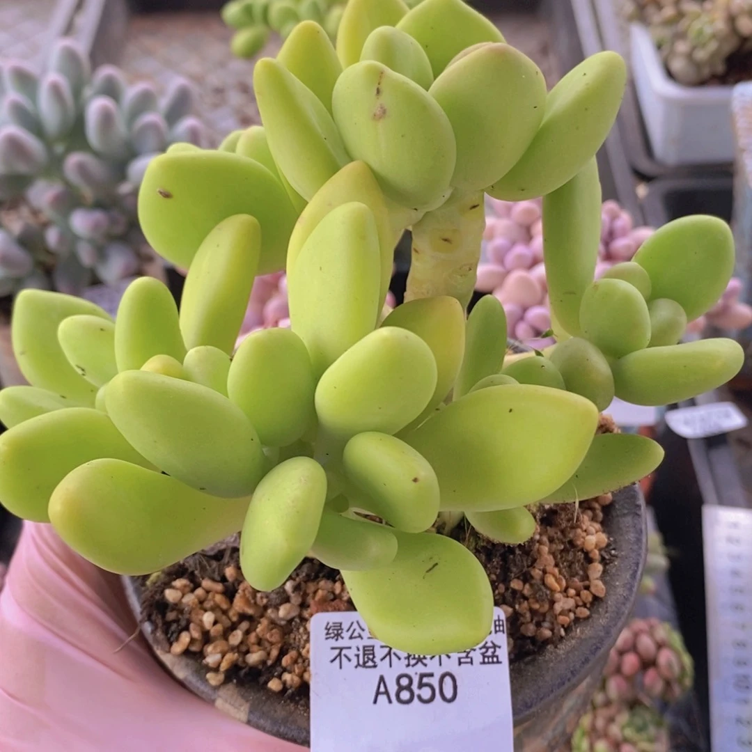 芒果奶13cm850多肉植物