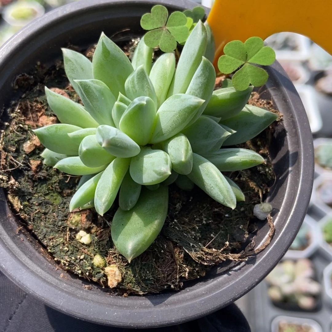 210牵手杂多肉植物保护