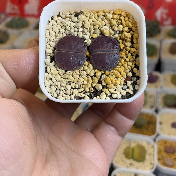 佳人园艺多肉生石花ko494