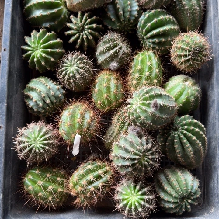 249无根侧牙2个3公分左右斑，20包邮