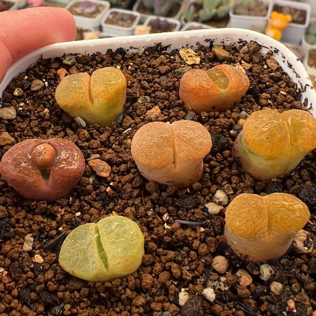 852多肉植物组合