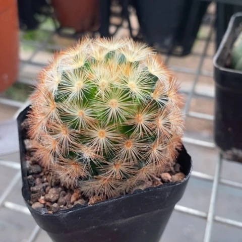 红刺嘉文丸4仙人球