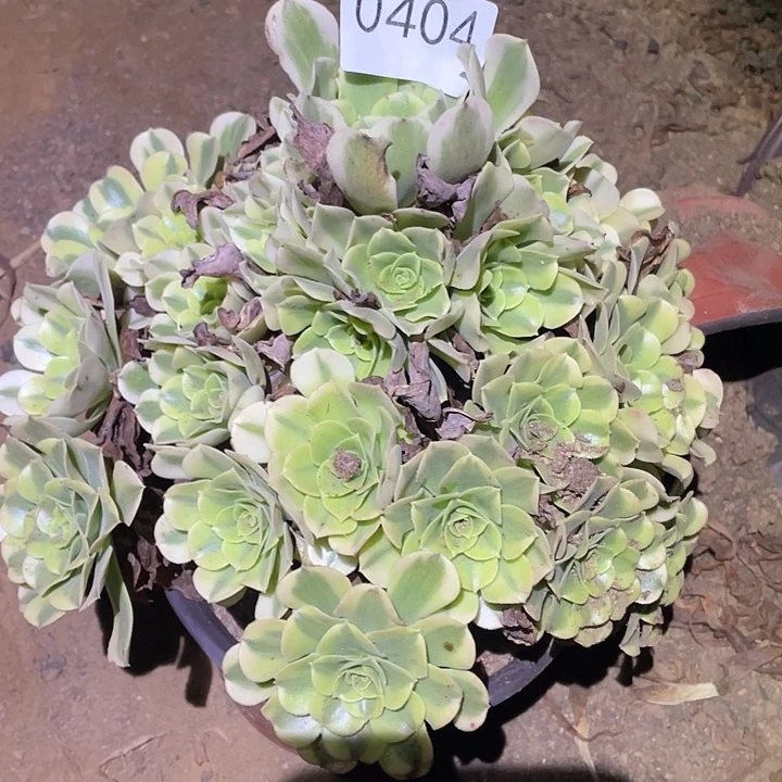 多肉植物法师不包断枝404绿豆沙