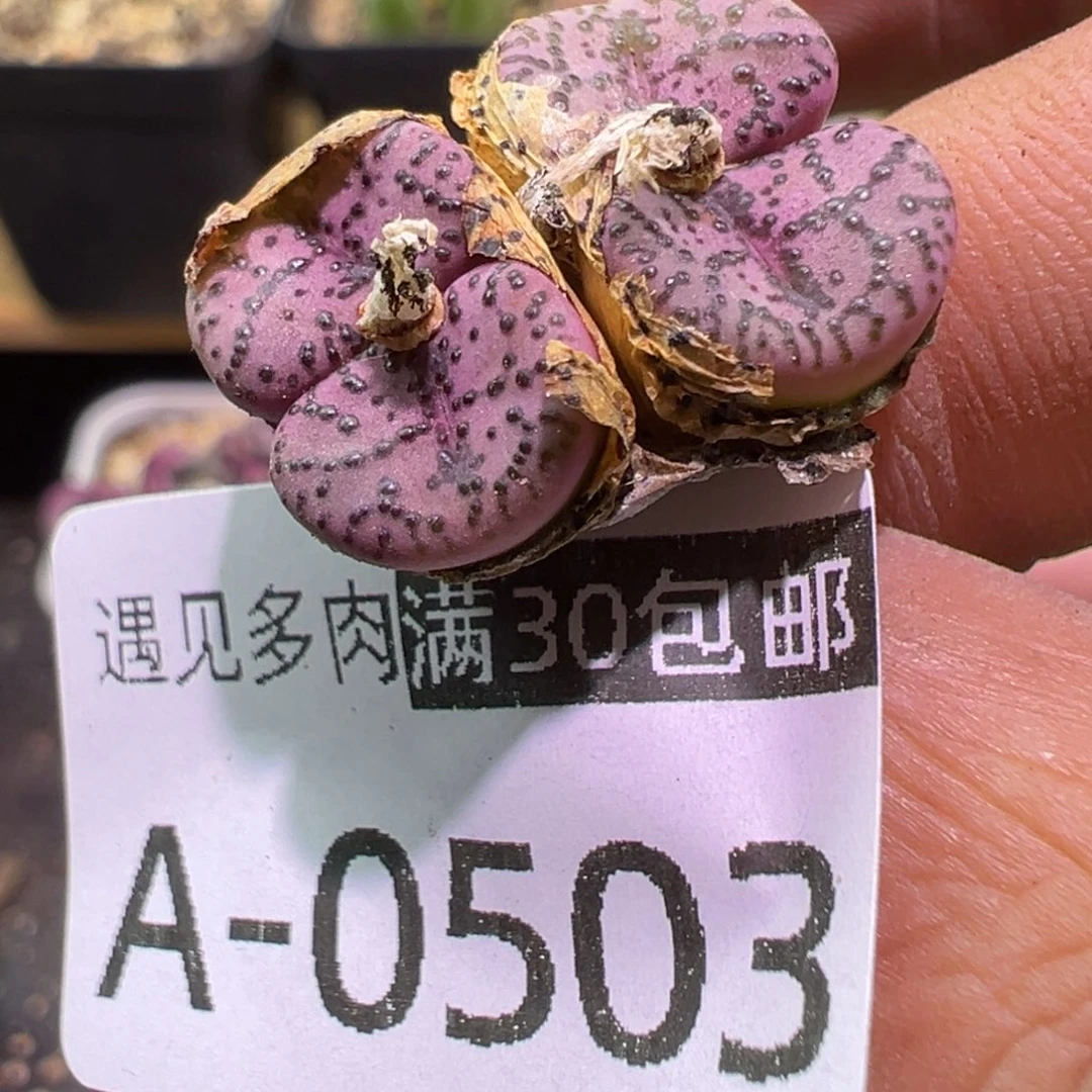 多肉植物11111111111