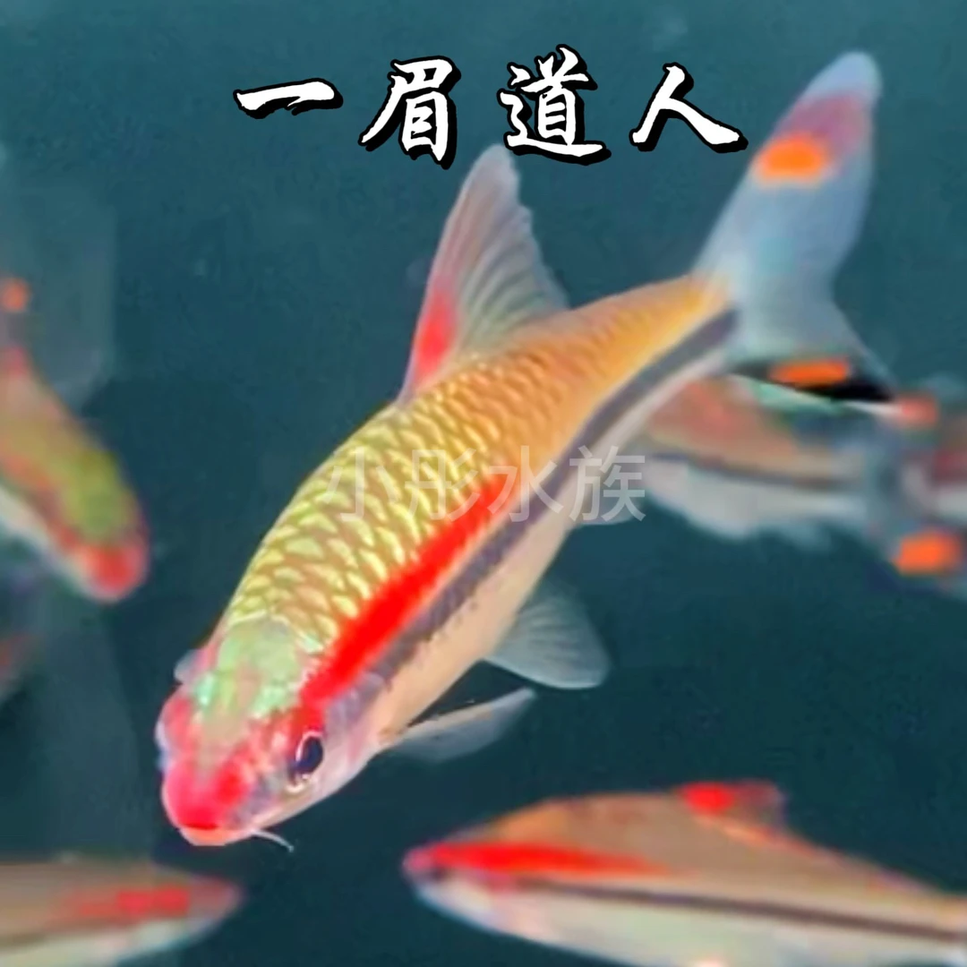 小彤水族一眉道人黄化一眉道人活体热带小型观赏鱼好养黄金一眉