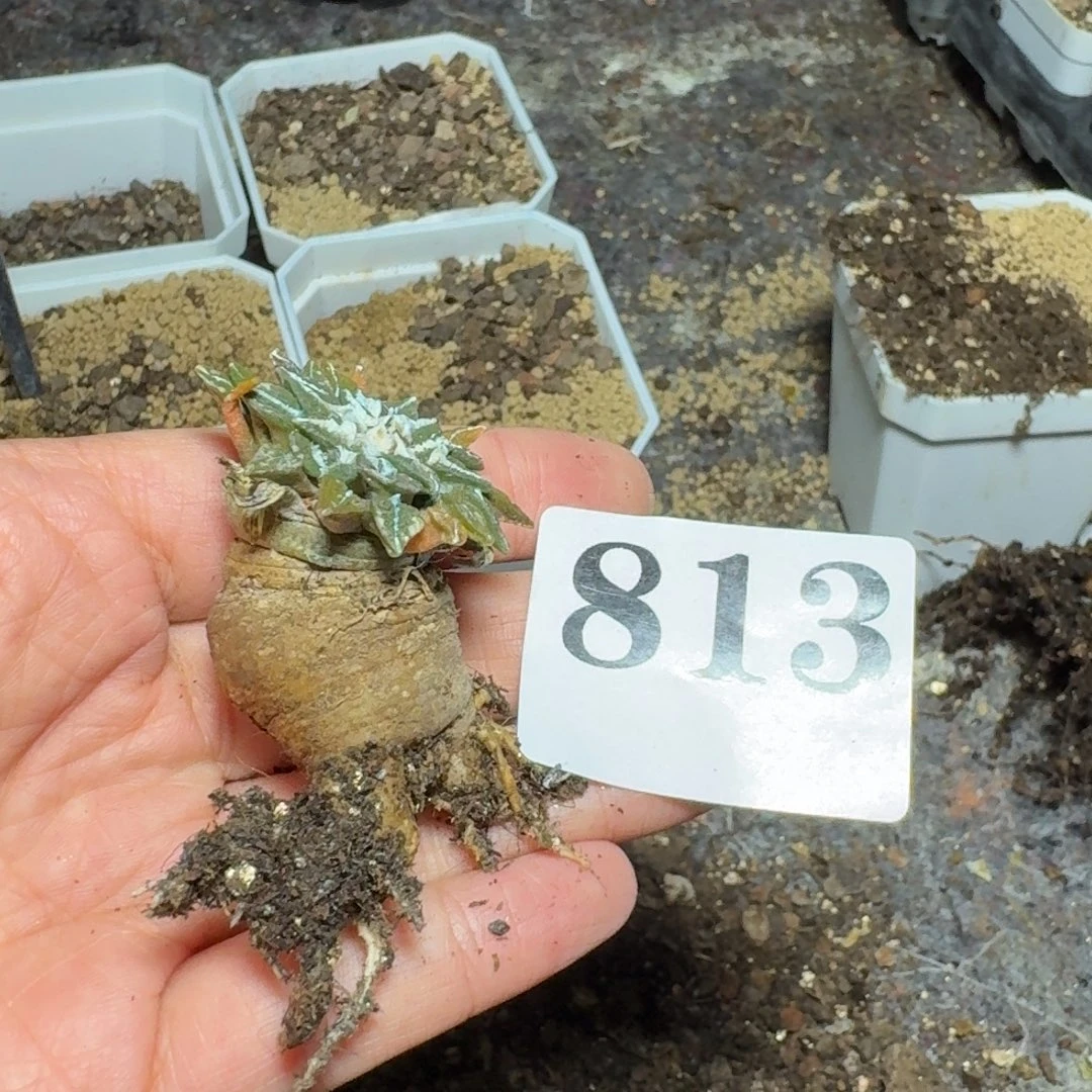 黑牡丹一物一拍多肉植物