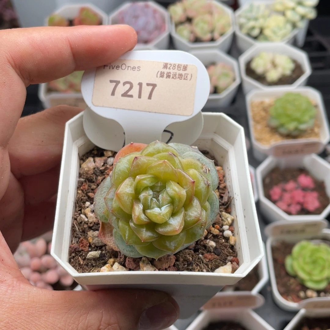 R53-7217-4.5厘米