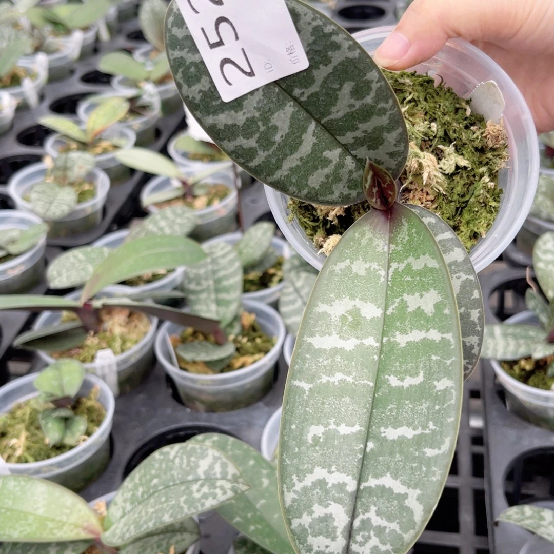 完全开放252jg2321虎斑西