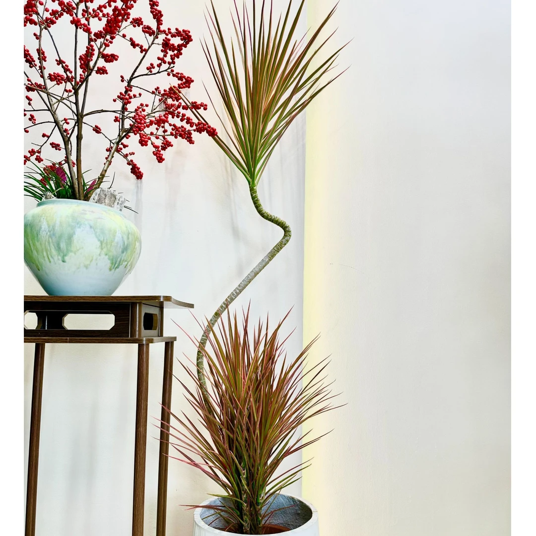 七彩千年木绿植室内鲜活绿植基地发货