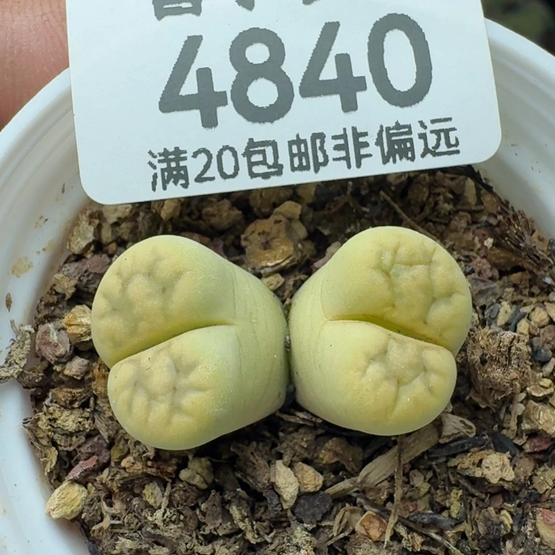 黄花纹     带盆土