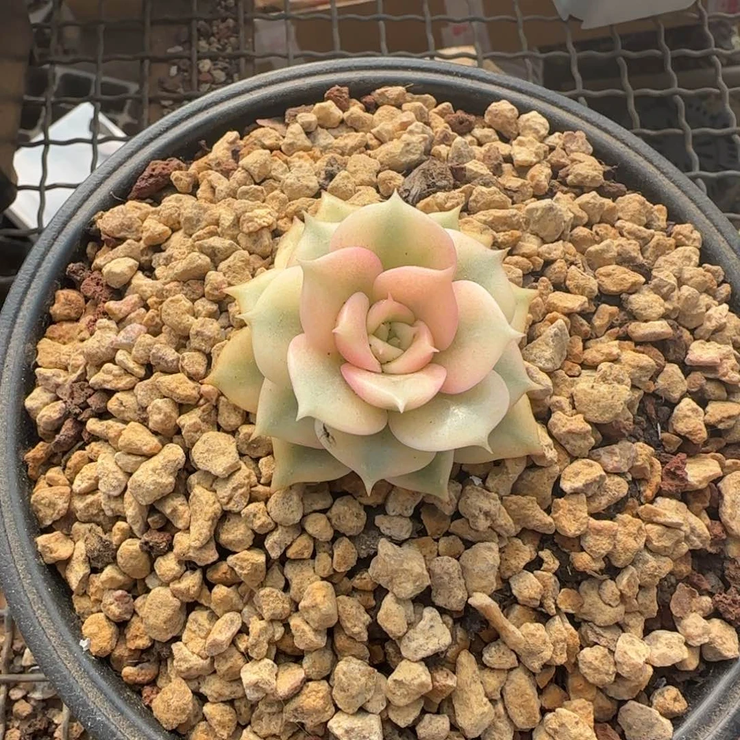 一**悠兴兴园艺。贝加尔湖锦