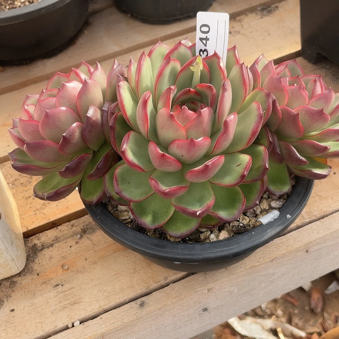 若如东云单拍A340