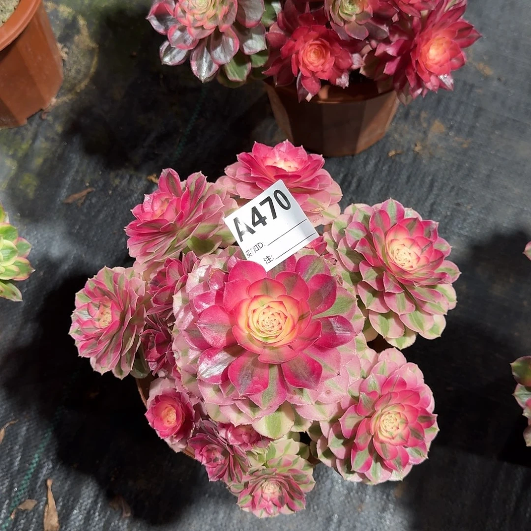 倾城多肉法师a470