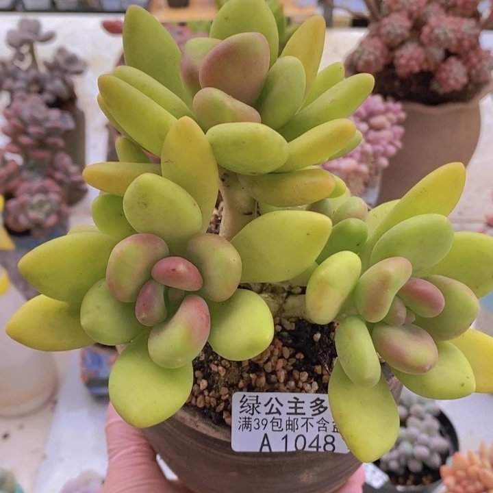 芒果奶14cm1048多肉植物