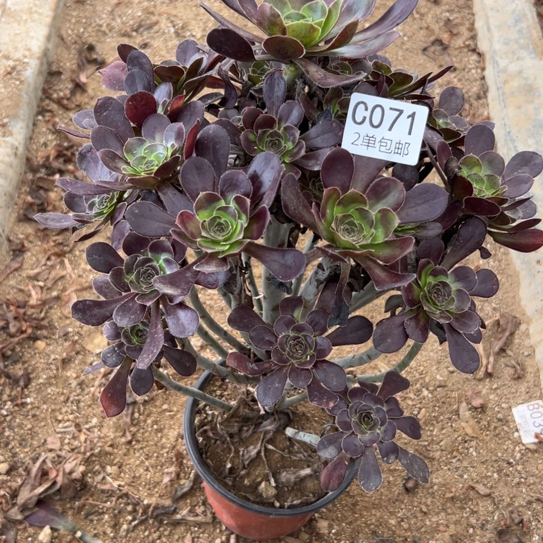 071多肉  原叶 不包断头