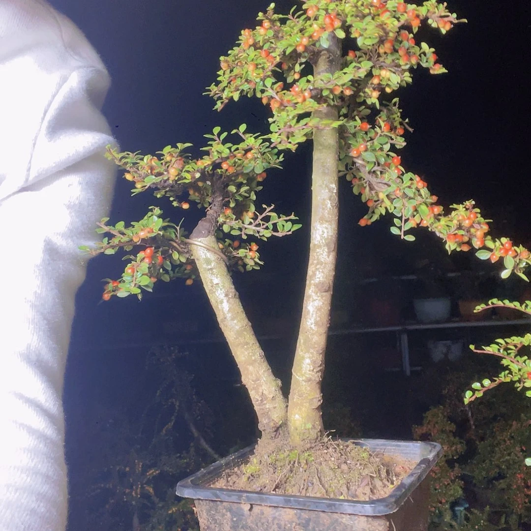 无花朵荀子盆景1做身上