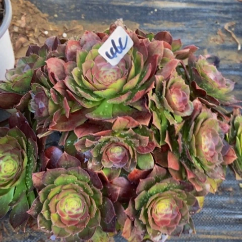 红心万圣节46多肉不包断多肉