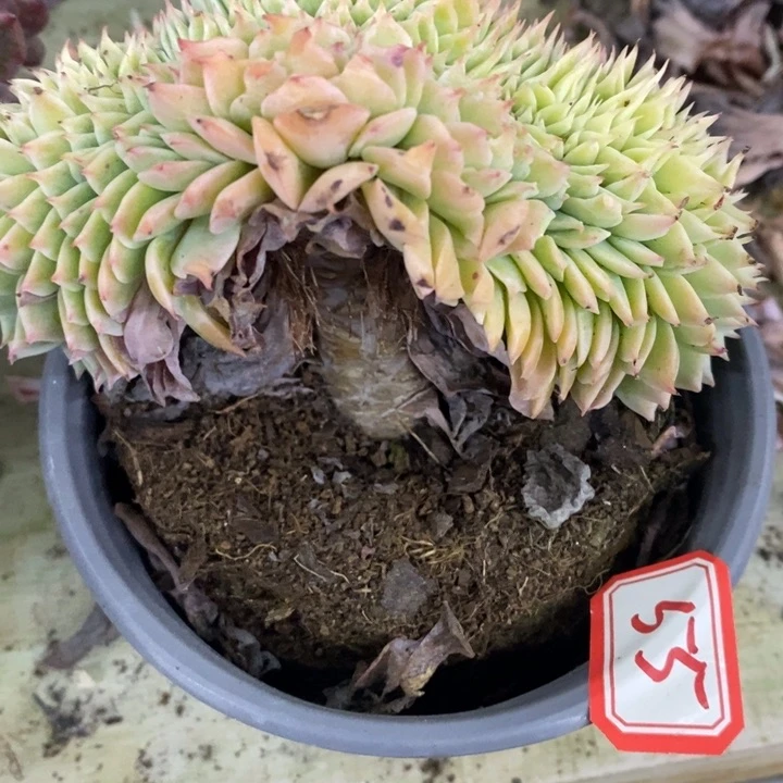 用****0一物一拍三色堇多肉55