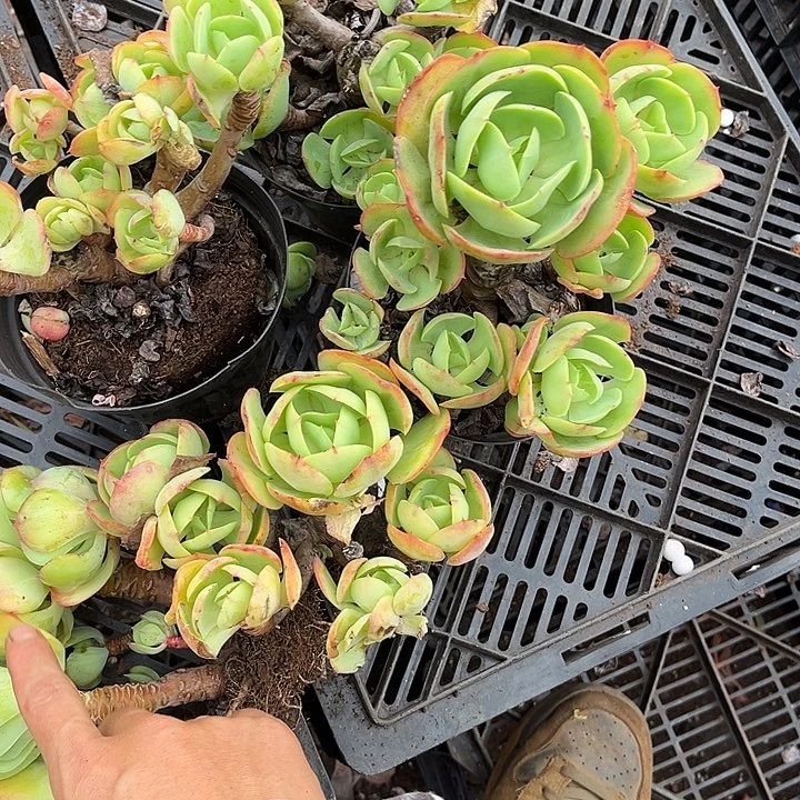 小***叶碧桃5颗处理30多肉植物