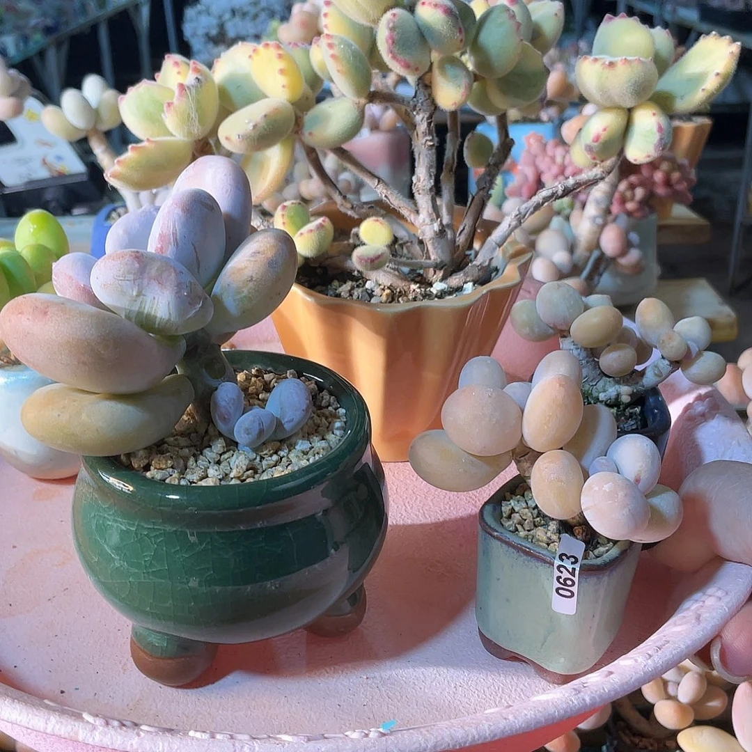 氣***豆多肉植物的生长发育和生长